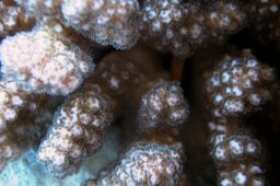 20000627_Shaab_Sharm_0062